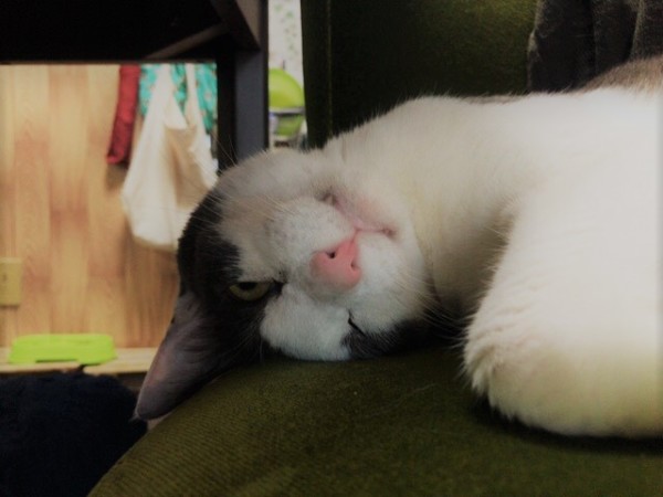 お世話の様子 猫猫猫! 川口市