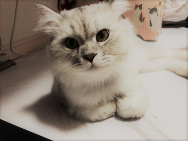 初回訪問 猫猫猫(=・ω・=) 川口市 蕨市