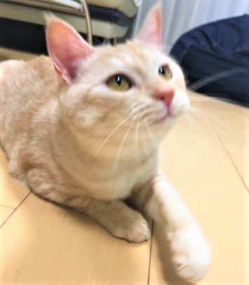 大田区　シャーロットちゃんのご家族から