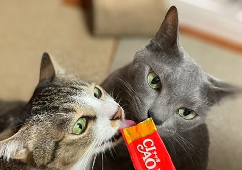 もも君とみかん君