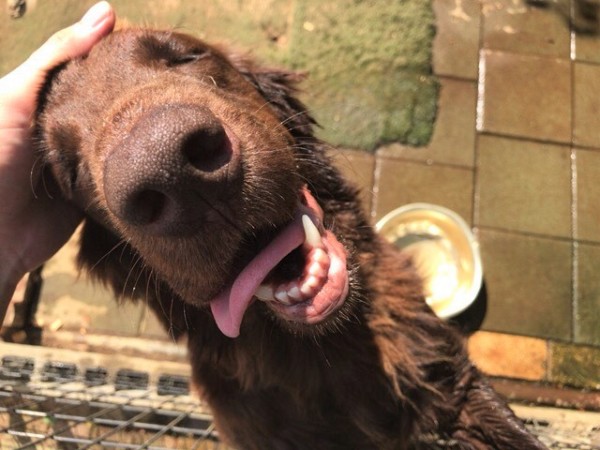 お世話の様子 犬猫猫 川口市 さいたま市 越谷市