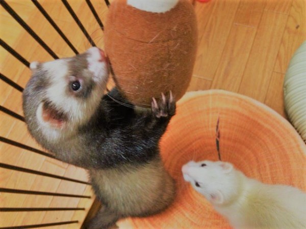 川口市 フェレットちゃん やんちゃ編 ペットシッター