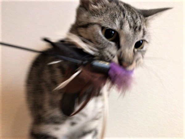 お世話 ねこねこねこ+いぬ 川口市