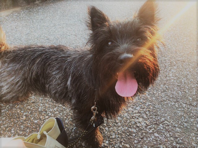 お世話 猫猫わん 川口市 さいたま市
