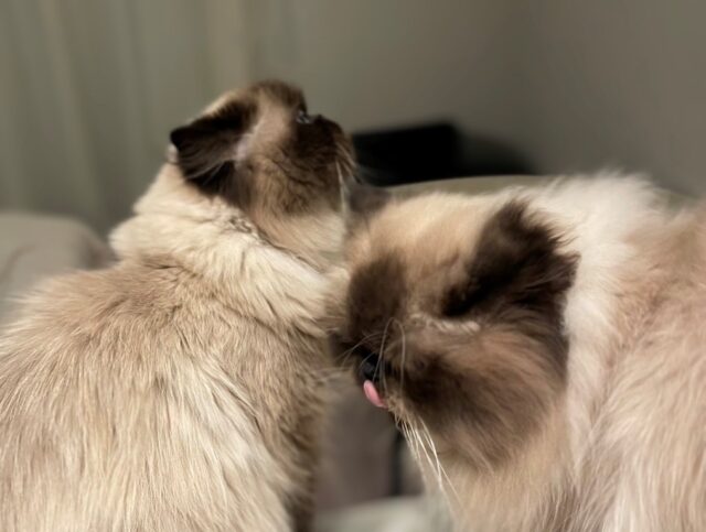 きびちゃんとあわ君