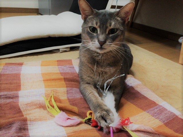 お世話 ねこ×3 川口市 リピート