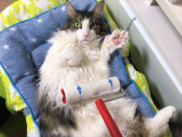 お世話 ニャーニャーニャー 川口市