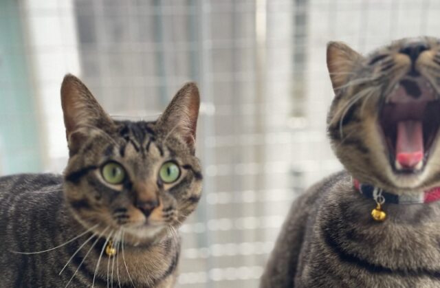 双子のワビ＆サビ君