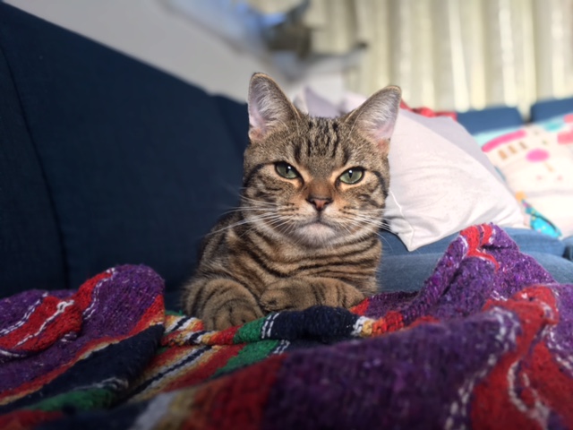 トラ吉くんのお留守番