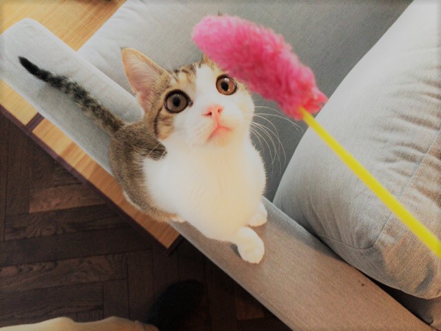 お世話 ね~こ×3 川口市 越谷市