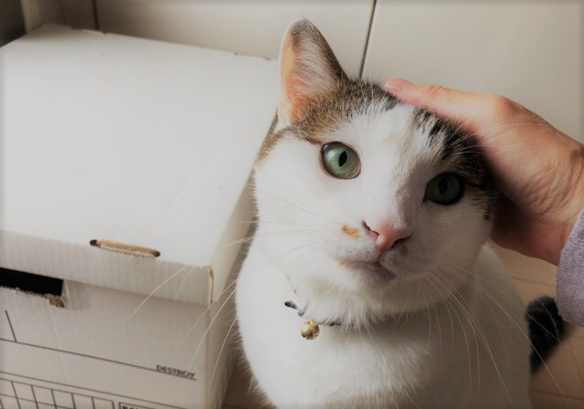 お世話 初回訪問 さらに猫! 蕨市 川口市