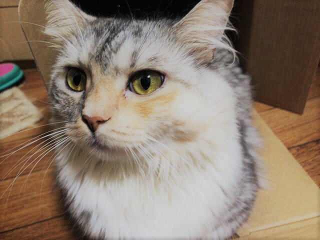 お世話 初回訪問 猫犬猫 川口市