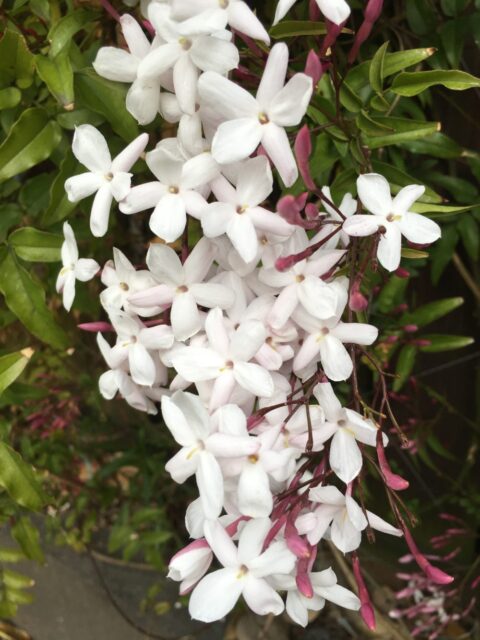 2019.夏季繁忙期のお知らせ