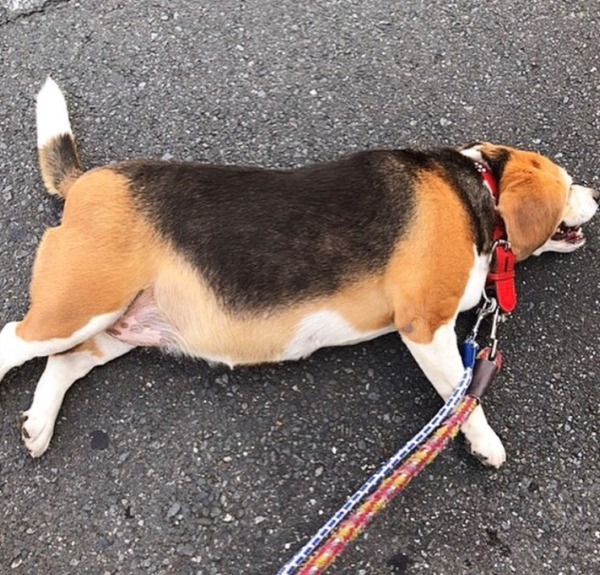 お世話 初回訪問 猫犬猫 川口市