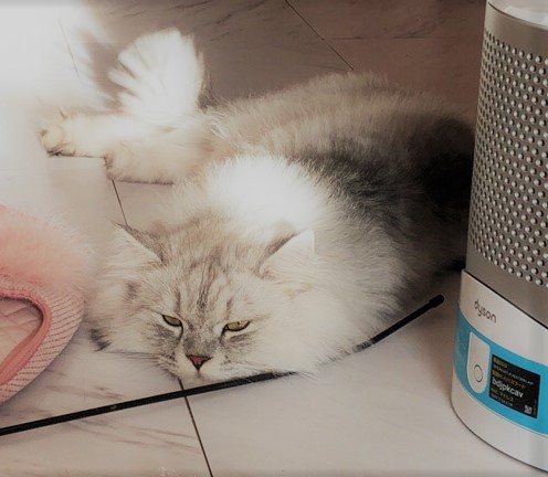 お世話 初回訪問 ね~こ 川口市 さいたま市