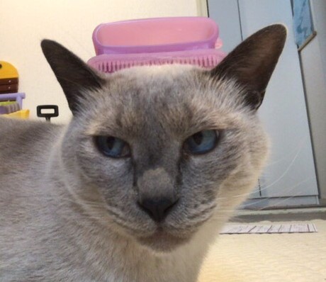 お世話 にゃーにゃーわん 川口市 さいたま市