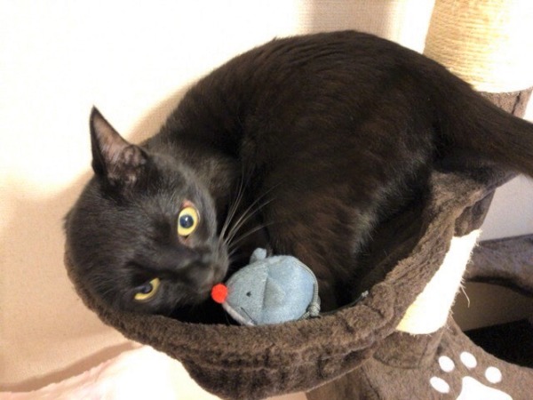 お世話 ねーこねこねこ 川口市 さいたま市