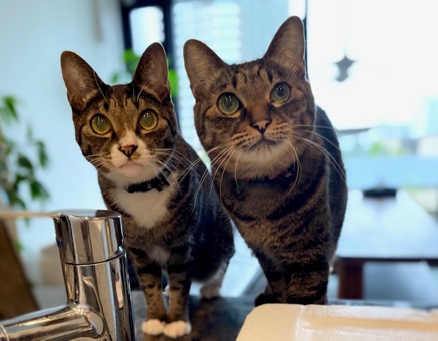 双子のムサジョー君