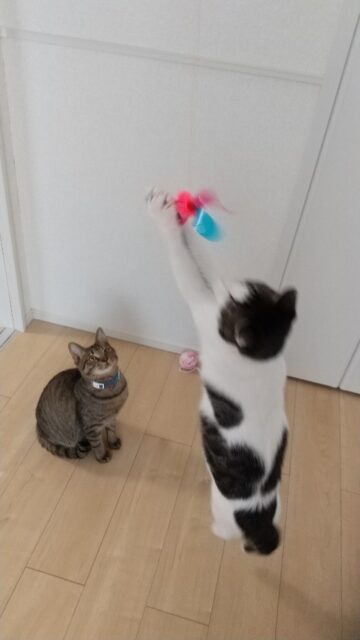 また会えたね、レオくんとごますけくん