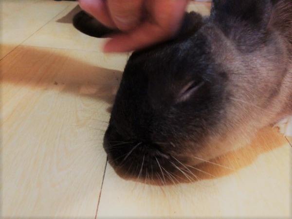 お世話 犬猫兎 川口市 戸田市