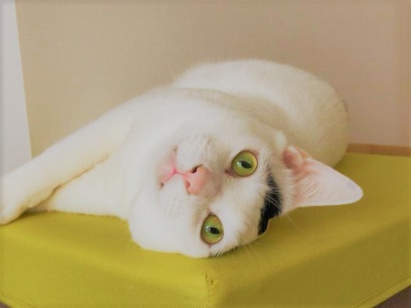 川口市 マロ君、マル君 お世話の様子 キャットシッター