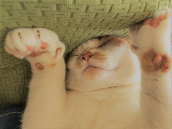 お世話 猫×3 川口市 蕨市