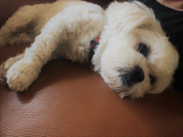 初回訪問 お世話 川口市 さいたま市