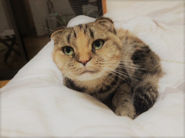 お世話　犬猫犬　川口市　草加市　さいたま市