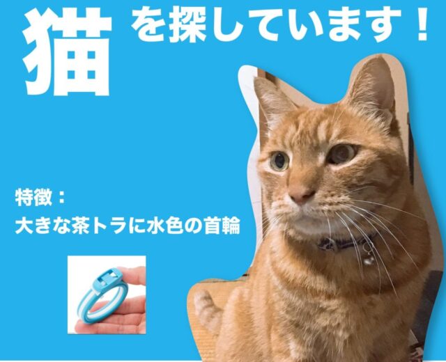 【迷い猫見つかりました】タイガ君を探しています　しっぽが長い茶トラです