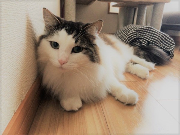 初回訪問 お世話 猫×3 蕨市 川口市