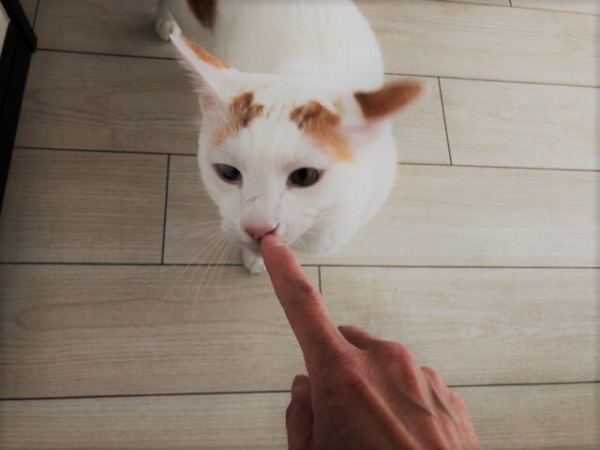 初回訪問 お世話 猫三昧 さいたま市 川口市