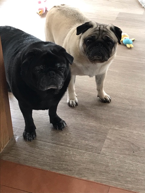 三島市 ✨パグパグ✨初回訪問