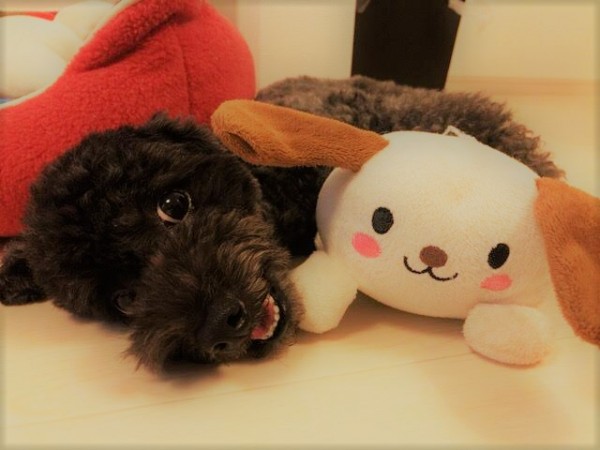 さいたま市 浦和区 小梅ちゃん リピートのお世話