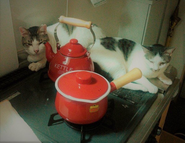 川口市 猫 ウメキチ君、フクちゃん 初回訪問