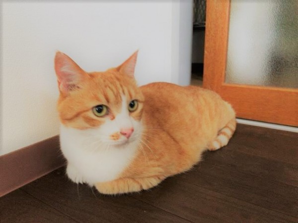 戸田市 猫ちゃんズ 初回訪問 キャットシッター