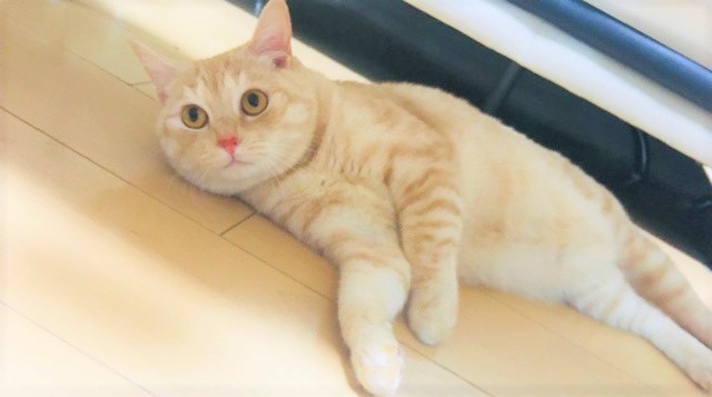 実は甘えんぼうさん☆大田区