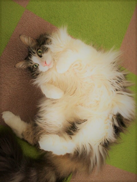 川口市 フェルゼン君 猫 キャットシッター Part1