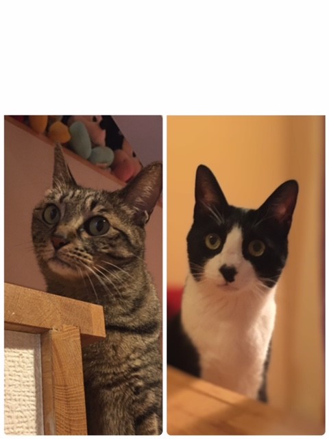 ココ君とビビちゃん