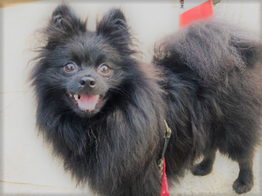 川口市 黒ポメ チェル君 初回訪問 散歩代行