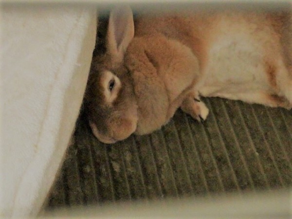 川口市 うさぎ ちくわちゃん 初回訪問