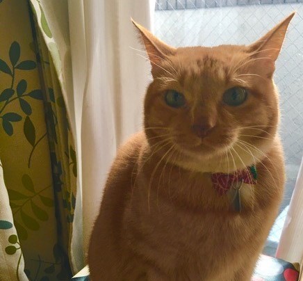 優しい茶トラさんです　大田区