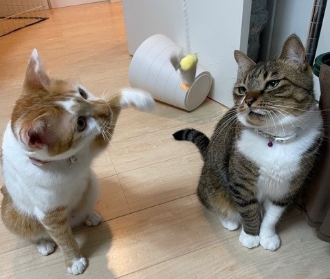 ライム君とプリン君