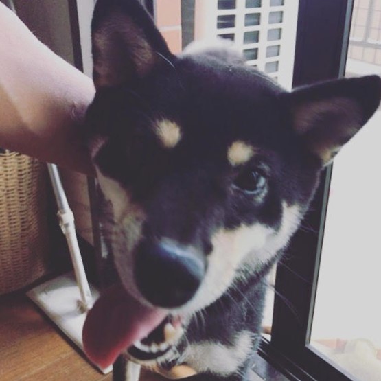 川口市 黒柴 さくらちゃん 追加ペット