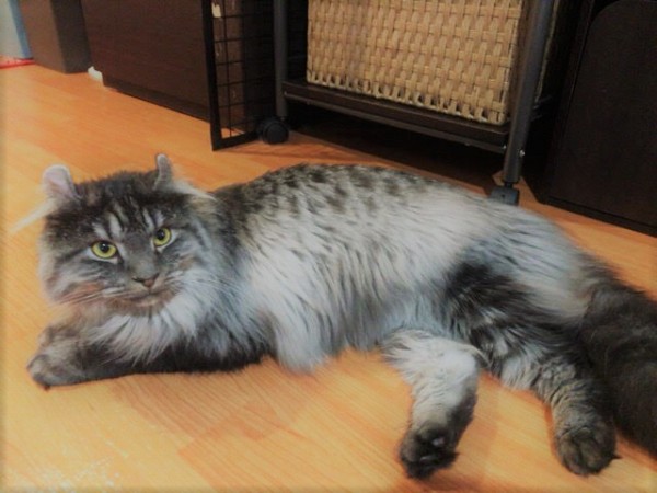 川口市 アメリカンカール? リク君