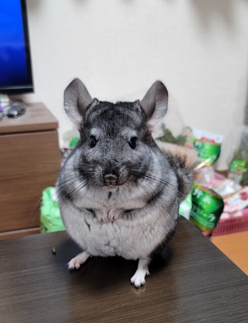 ぽんちゃんのお留守番