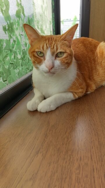 きなすけくんのお泊まり