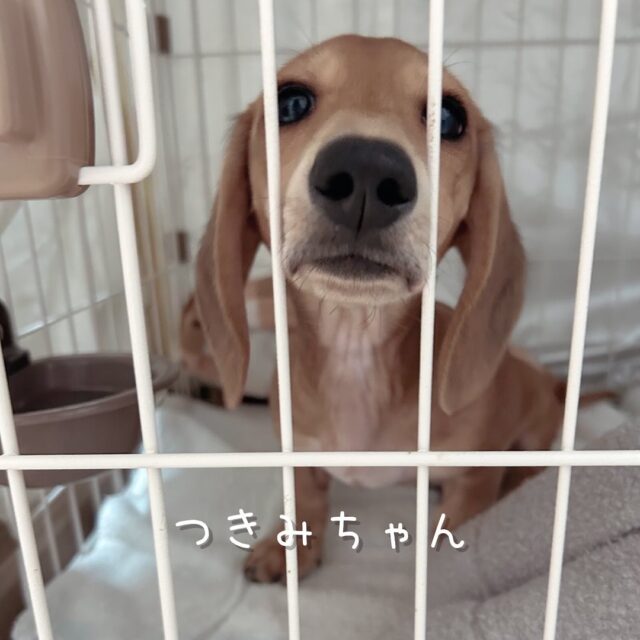 栄区ミニチュアダックスフンドの月見ちゃん