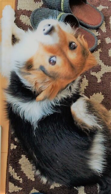 川口市 リンちゃん 惚れる! 初回訪問 ペットシッター