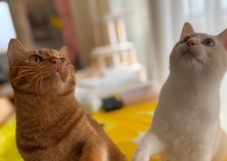 みらい君とらんまる君