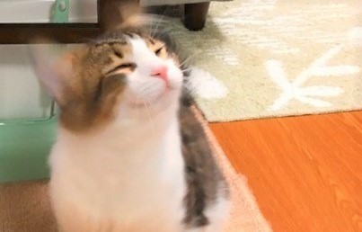 じゃれ遊び全盛期のお留守番　大田区